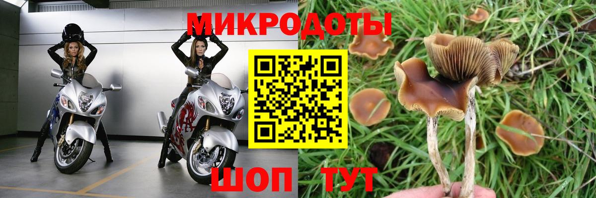 Фролово  Галлюциногенные грибы Psilocybine cubensis  Галлюциногенные грибы Psilocybine cubensis  Вход с VPN 